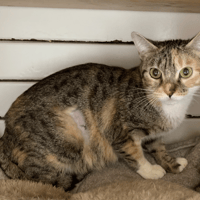 Merry, chatte à adopter