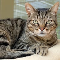 AUGUSTE PAB27284, chat à adopter