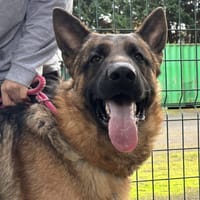 HEMDI VAA, chien à adopter