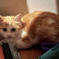 MIRA, chatte à adopter