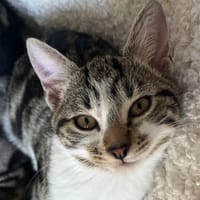 KING COBRA, chat à adopter