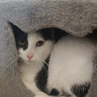 FRANKENWEENIE, chat à adopter