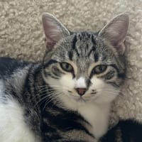 DUC DUDESIR, chat à adopter