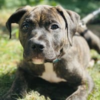 Tyson, chien à adopter