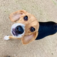 TALYA, chienne à adopter