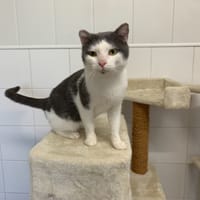 Omega, chat à adopter