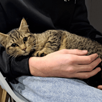 AMEDEE, chatte à adopter