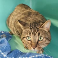 PROFESSEUR, chat à adopter