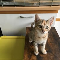 Havane, chatte à adopter