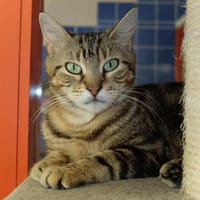 NINITE PAB28271, chatte à adopter