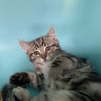 Dahlia, chatte à adopter