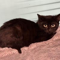 Goose CAB4827, chat à adopter