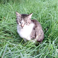 Hadès, chat à adopter