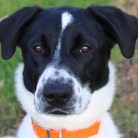 Ocho, chien à adopter