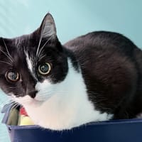 AURELIE, chatte à adopter