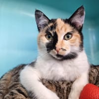 Oka (adoption en duo avec Obi), chatte à adopter