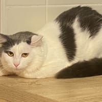 GHOST, chat à adopter