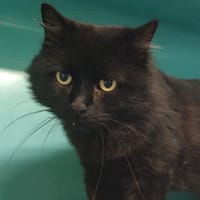 JENSEN, chat à adopter