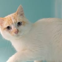 SPIROU, chat à adopter