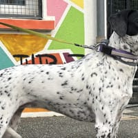 SOLAIA VAA, chienne à adopter