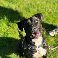 MAKI, chien à adopter