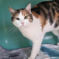 THEODORA, chatte à adopter