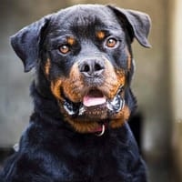 KIKI SAM, chien à adopter