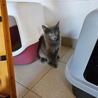 SMARTIES, chatte à adopter