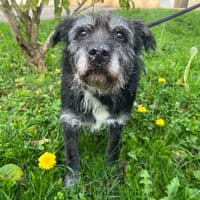 MARINETTE, chienne à adopter