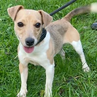 SERENA, chienne à adopter