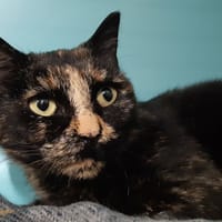 Prunelle, chatte à adopter