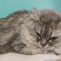 CHANEL, chatte à adopter