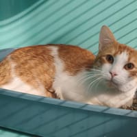 CARAMEL, chat à adopter
