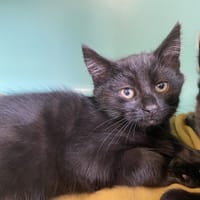 Willow, chatte à adopter