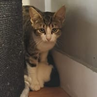 Mai, chatte à adopter