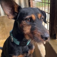 SPOCK, chien à adopter