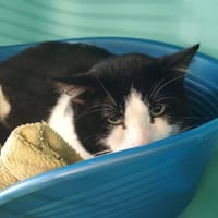 DARCY, chat à adopter