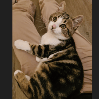 AUGUSTE, chat à adopter