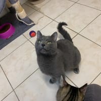 Cayenne, chat à adopter