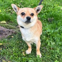 GINGER, chienne à adopter