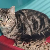 DOM, chatte à adopter