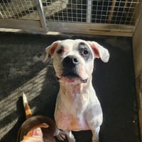 ALDERAAN (pas ICAD), chienne à adopter