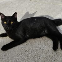 CALLOWAY, chatte à adopter