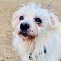 ALCALINE, chienne à adopter