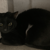 Chaussette, chatte à adopter