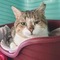 AUGUSTIN, chat à adopter