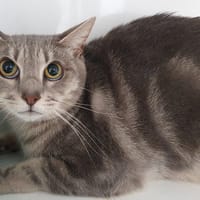 MINA CHA, chatte à adopter