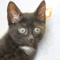 TIJUANO, chat à adopter