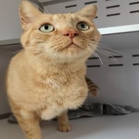 MAO, chat à adopter