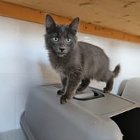 TWIX, chat à adopter